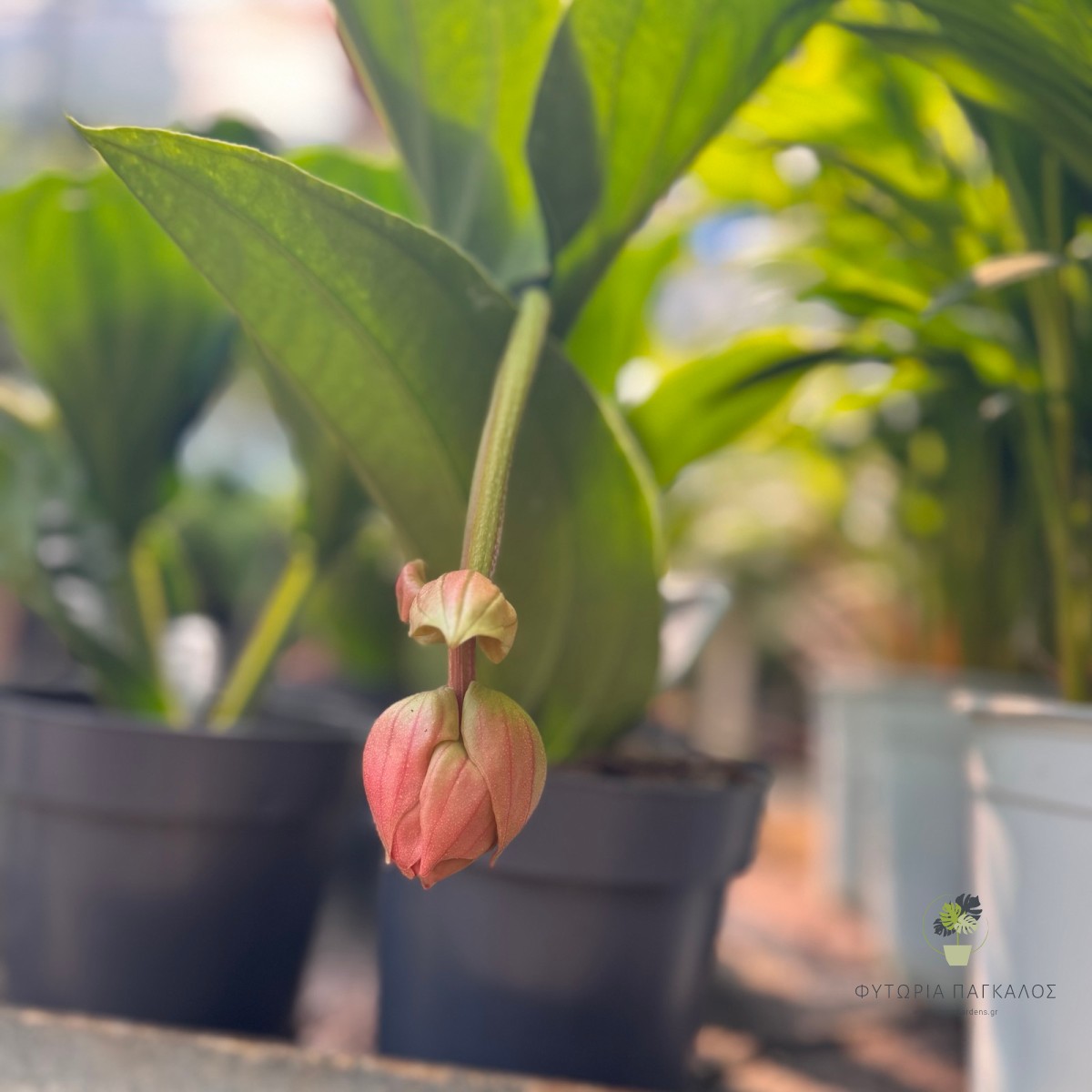 Μεντινίλλα (Medinilla magnifica) - 3